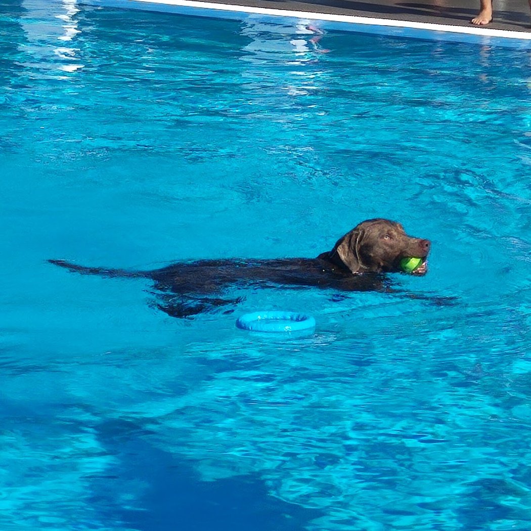 Dog Swim 1