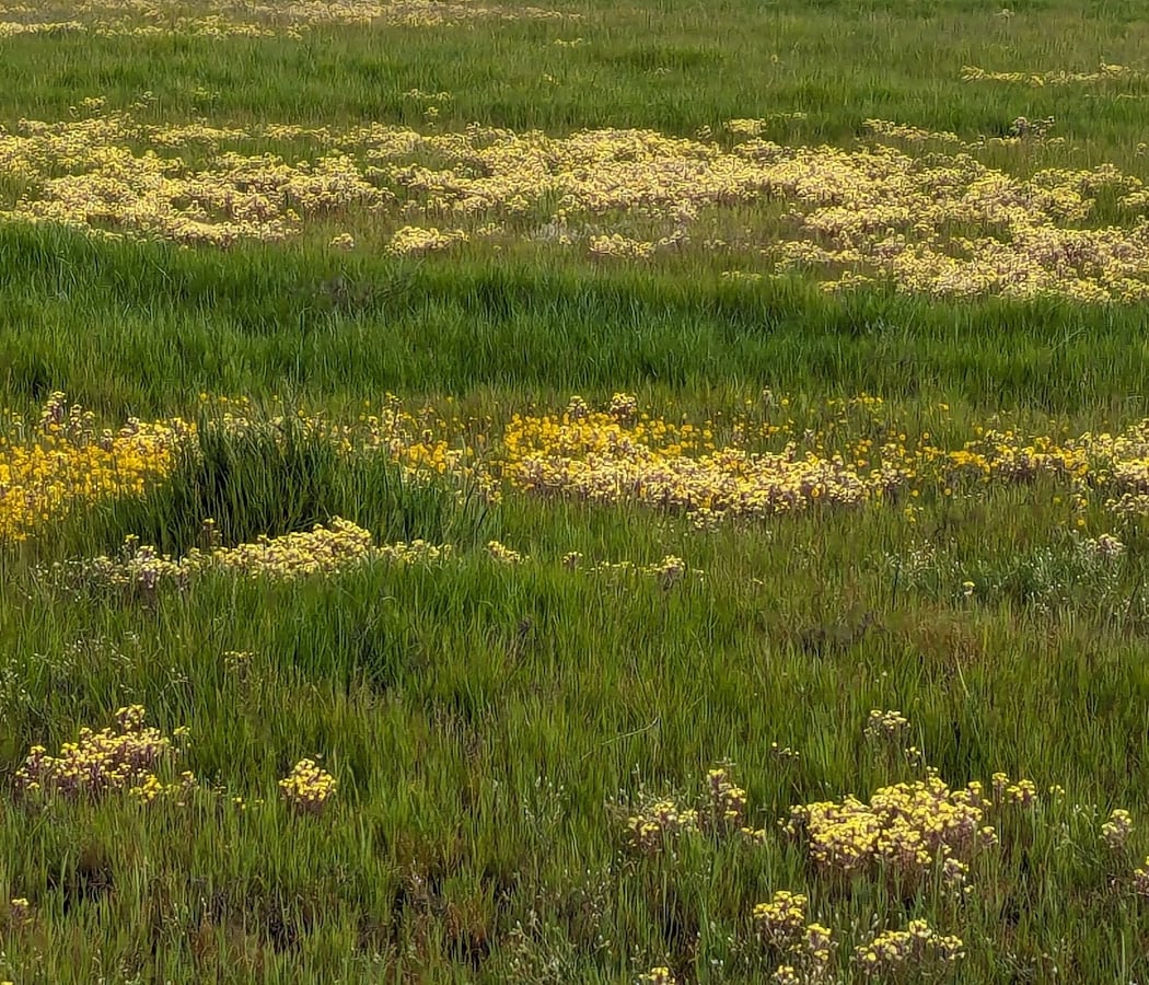 Wildflower & Critter Walk Tour 3