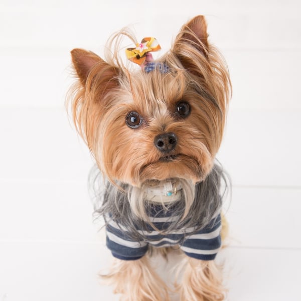 Cani Star 2