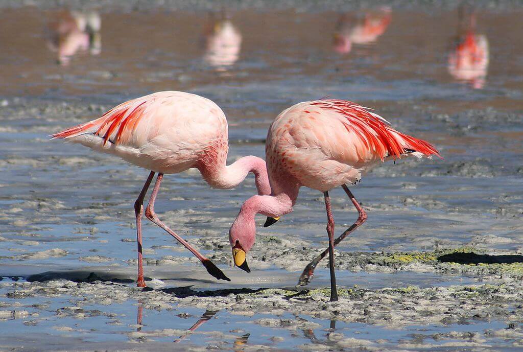 Caminhando com Flamingos 1