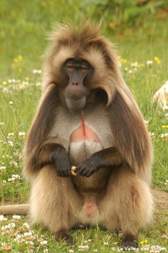 La Vallée Des Singes 3