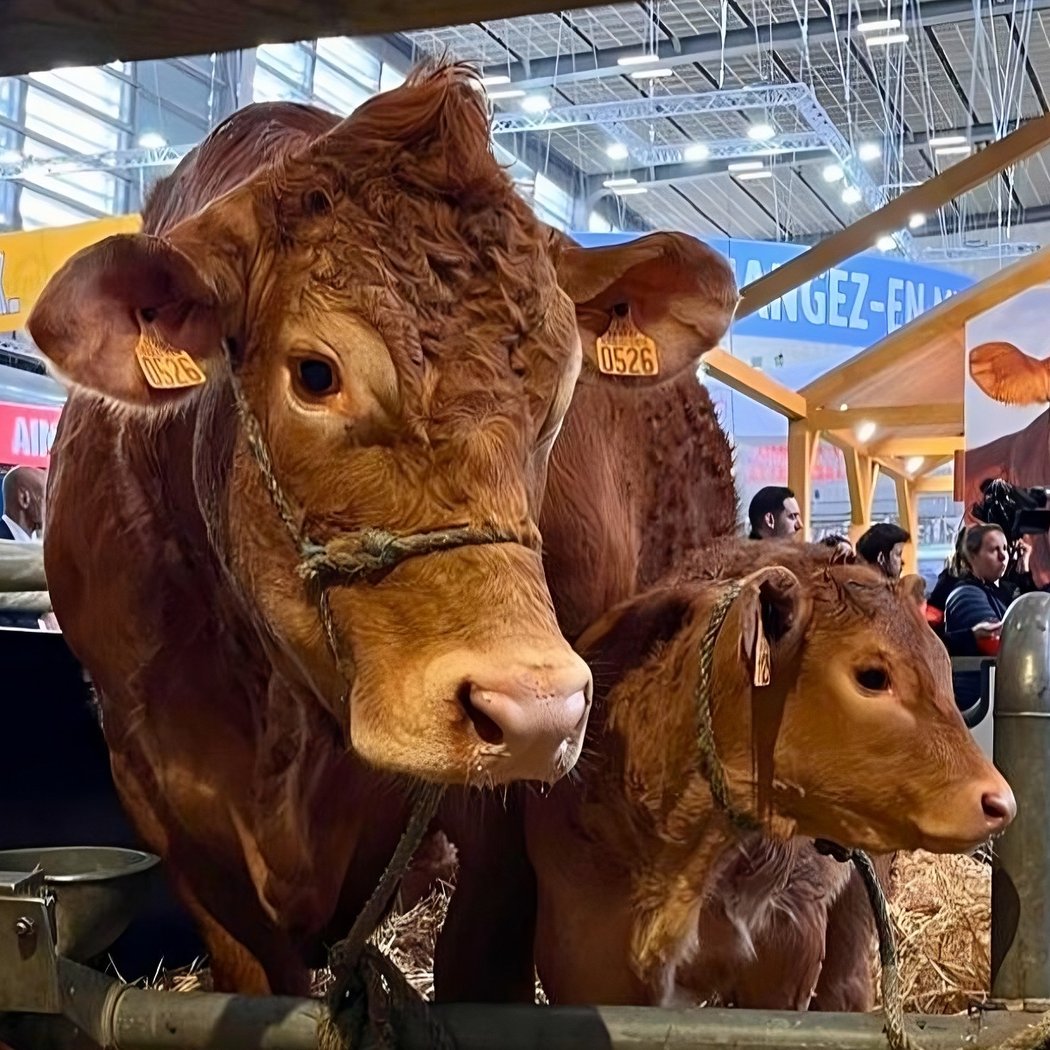Salon International de l’Agriculture 1