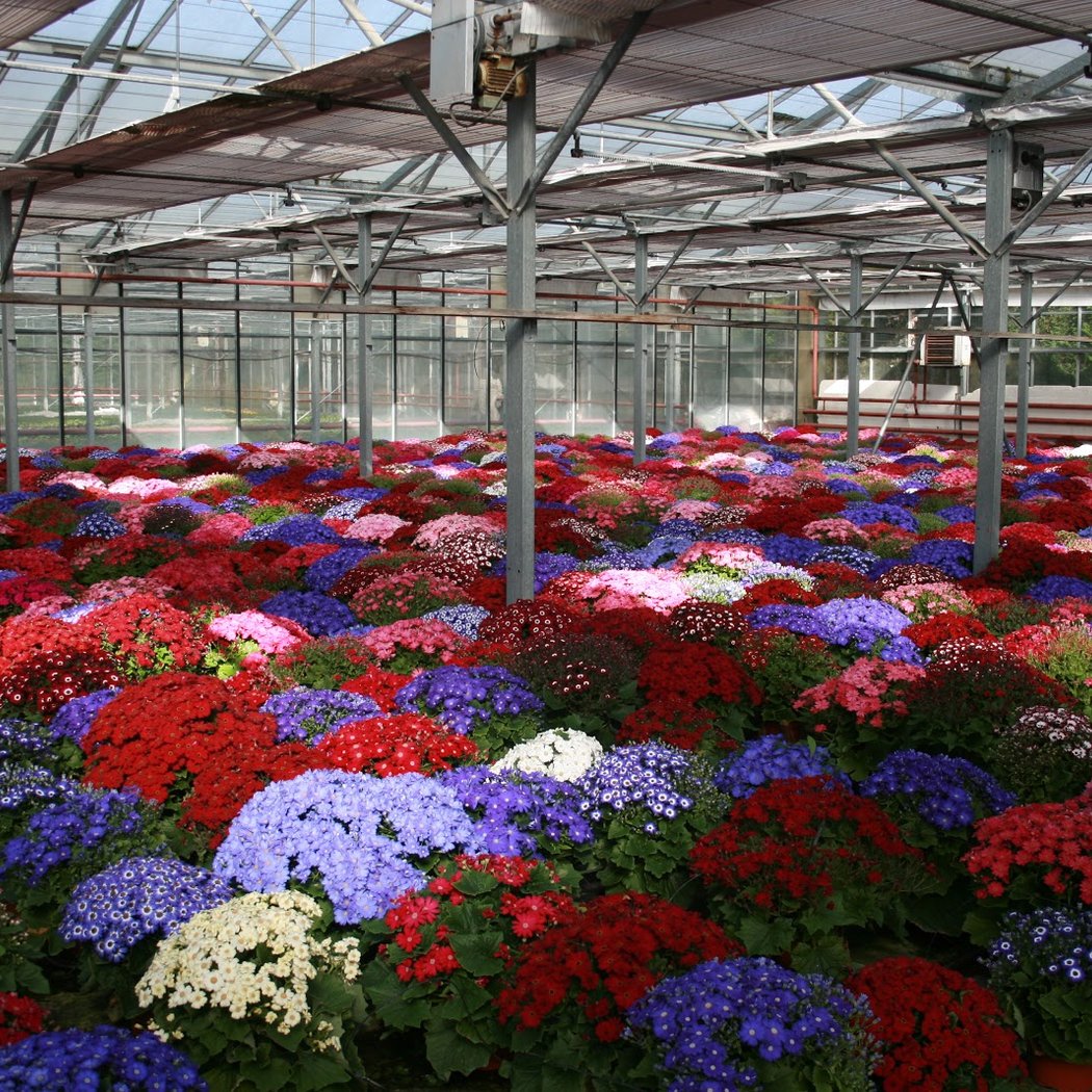 Jardinerie Juignet 1
