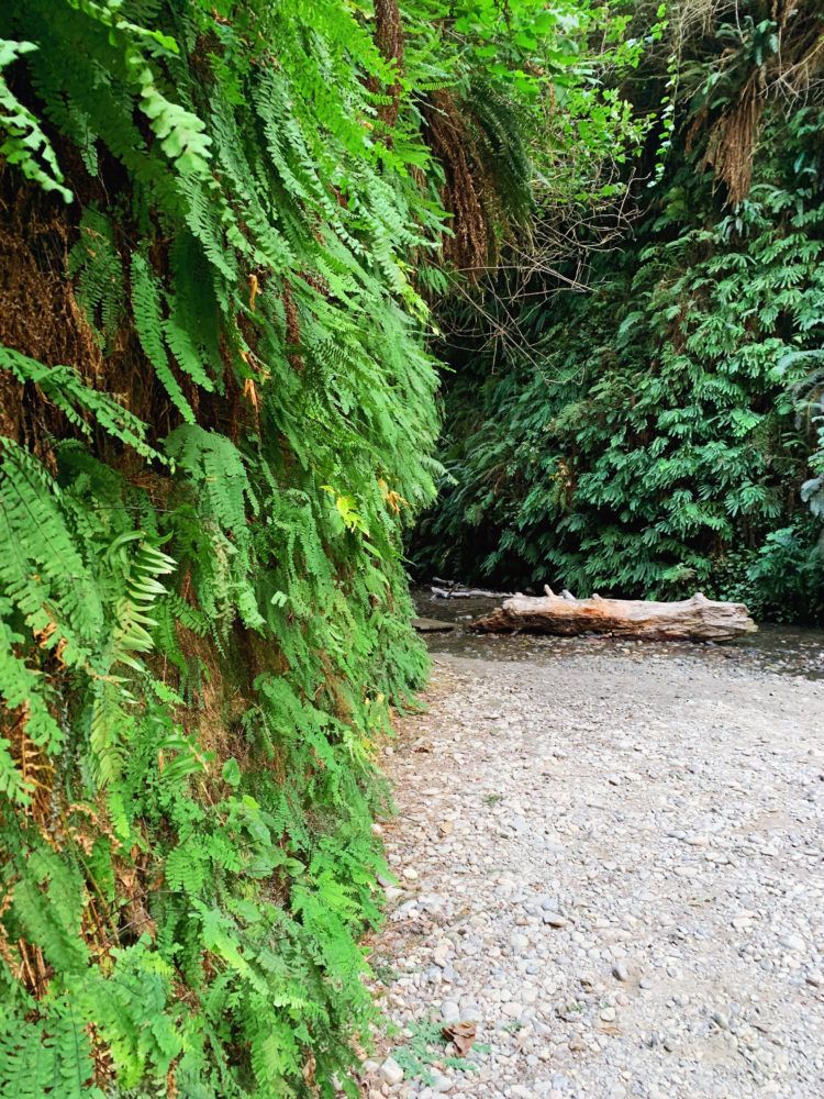 Fern Canyon 2