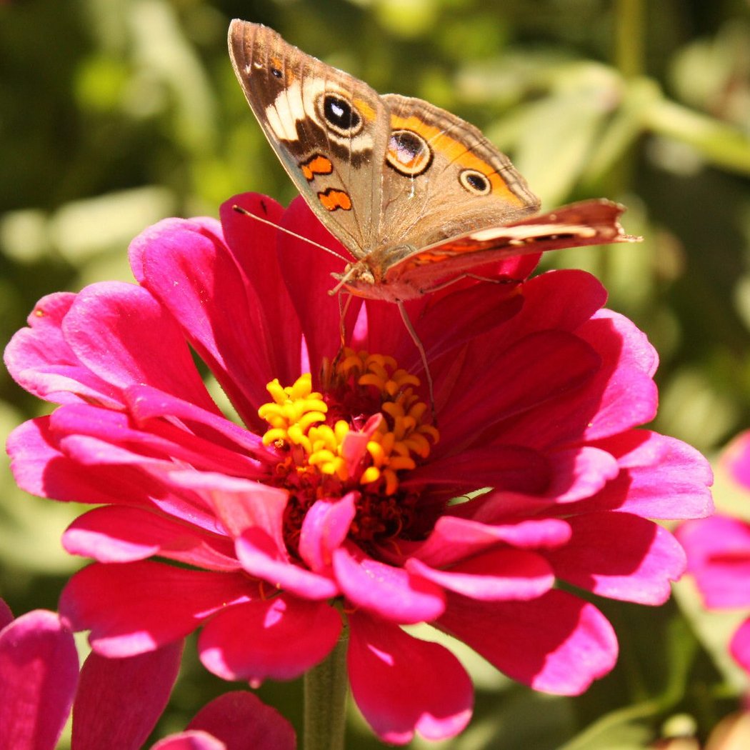 Great Southeast Pollinator Census 3