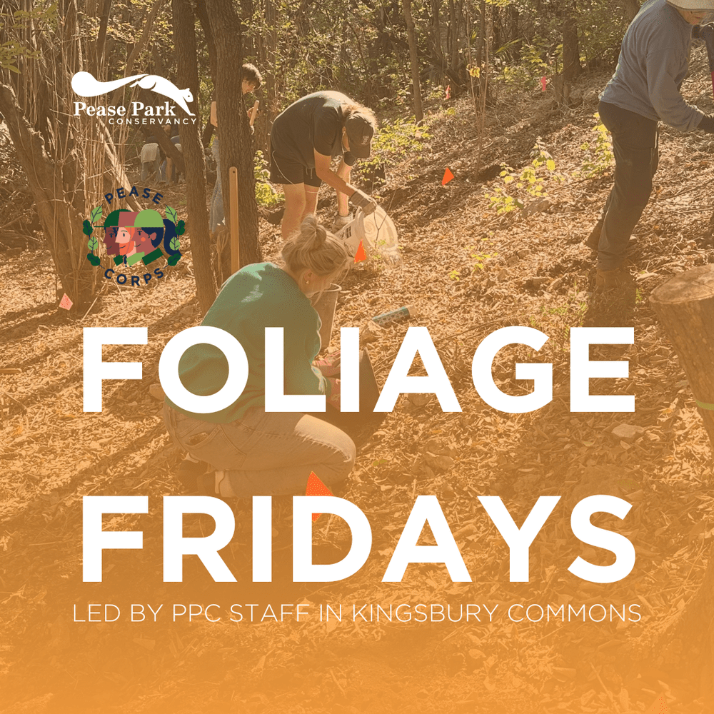 Foliage Fridays in Kingsbury Commons 1