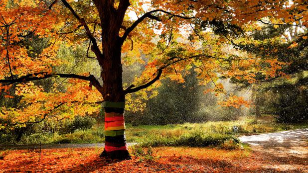 The Pine Hollow Arboretum 1
