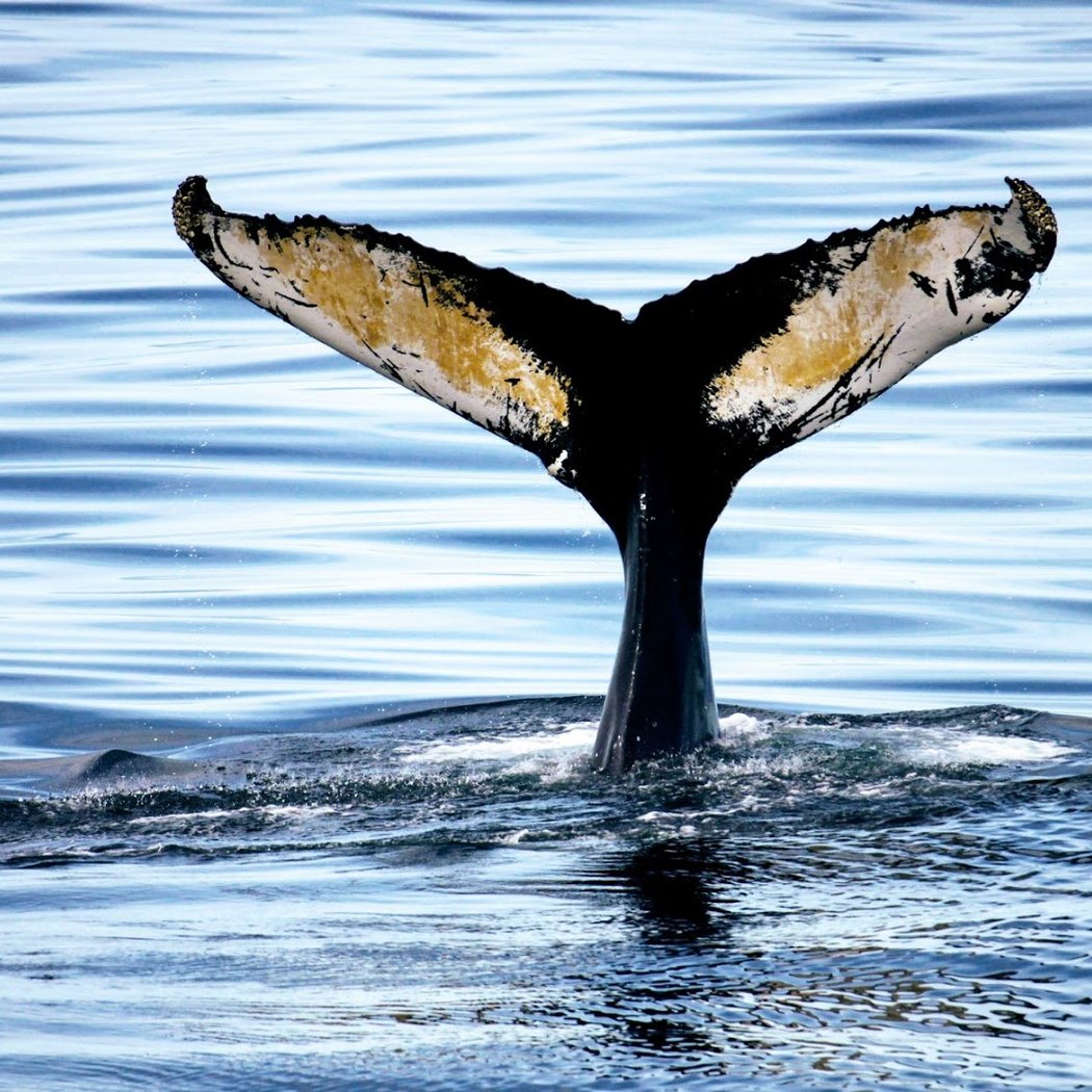 Bar Harbor Whale Watch Co 1