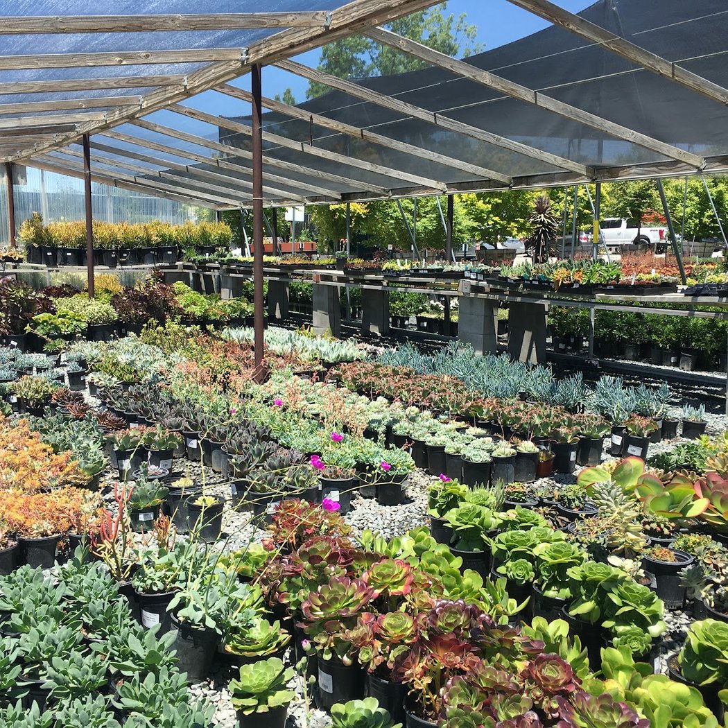 Devil Mountain Wholesale Nursery - San Ramon 3