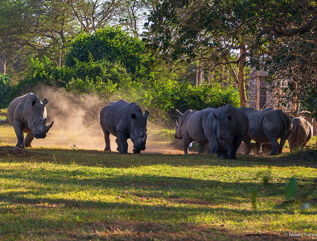 Ziwa Rhino Sanctuary 1