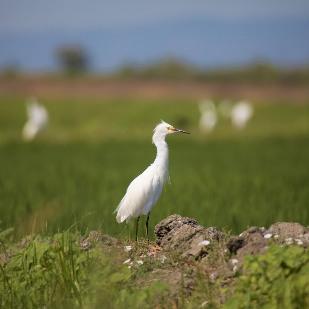 Young Birders Club 1
