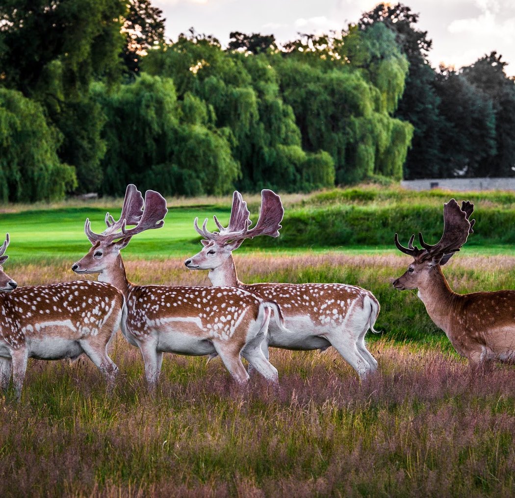 Hampton Court Palace Golf Club 1