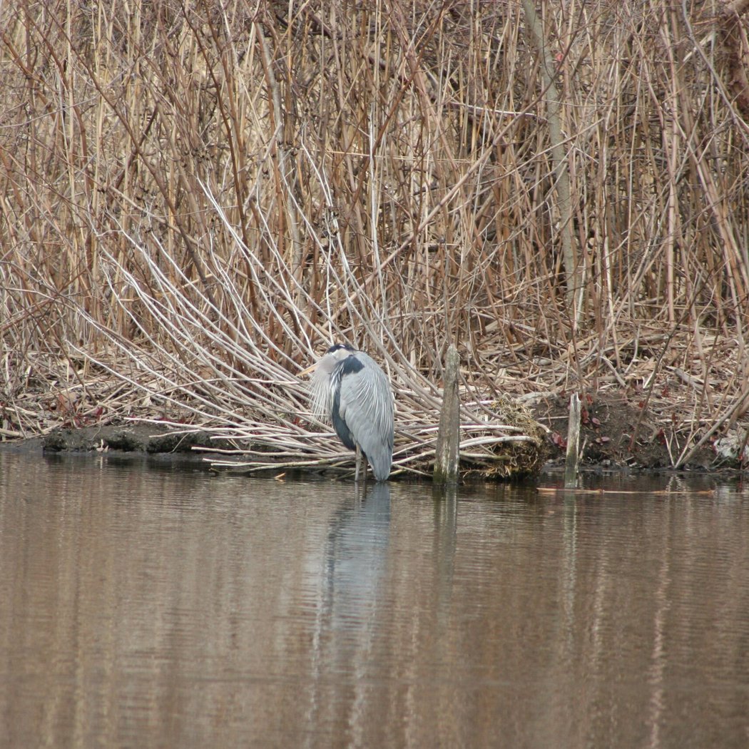 Bird and Nature Walk: Blue Heron Park 1