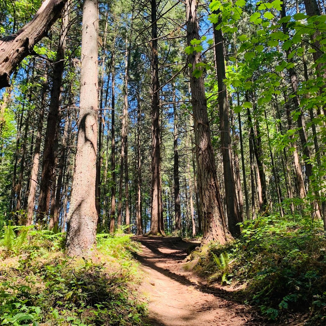Shelton View Forest - 7th Ave. W. Trailhead 1