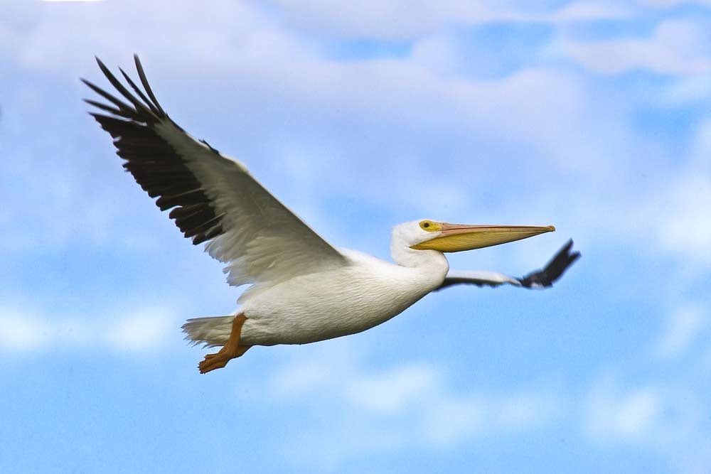 Guided Bird Tour at Mitchell Lake 3