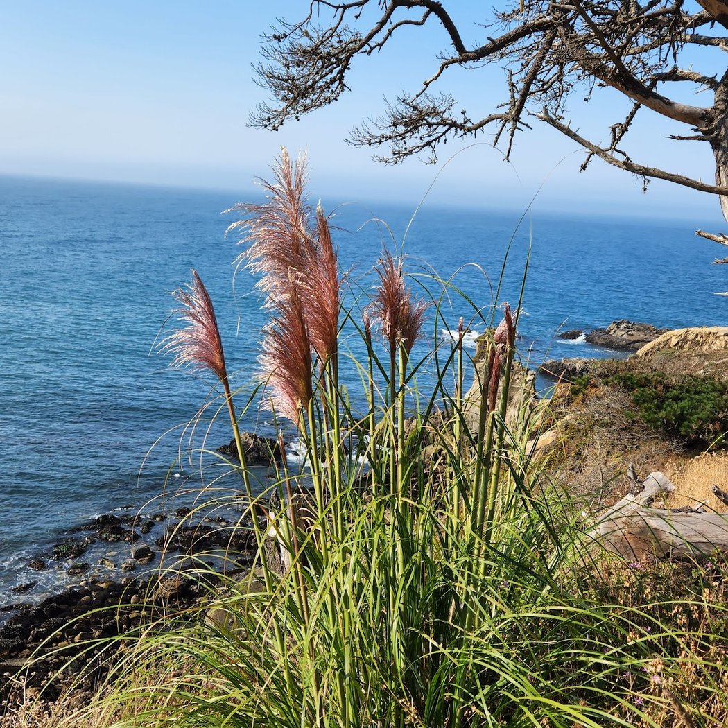 Timber Cove 3