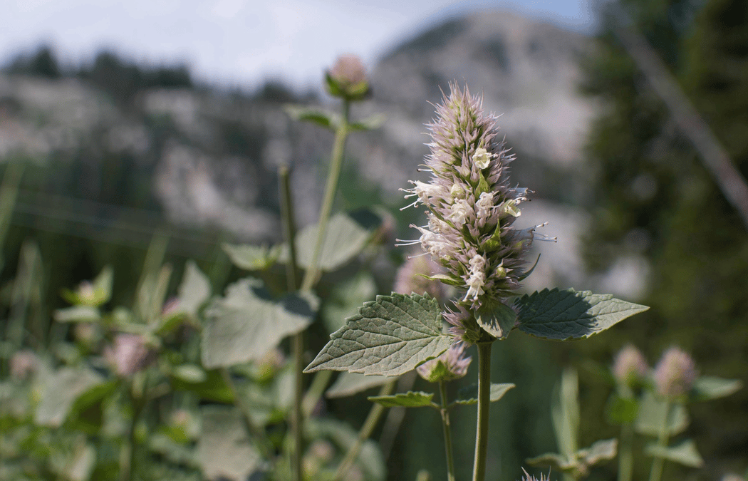 Brighton Days and Wasatch Wildflower Festival 2