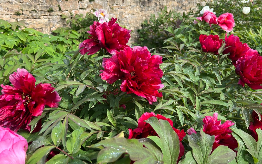 Peony exhibition 2