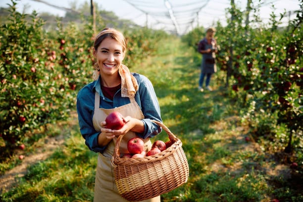 Apple Picking at Demarest Farms