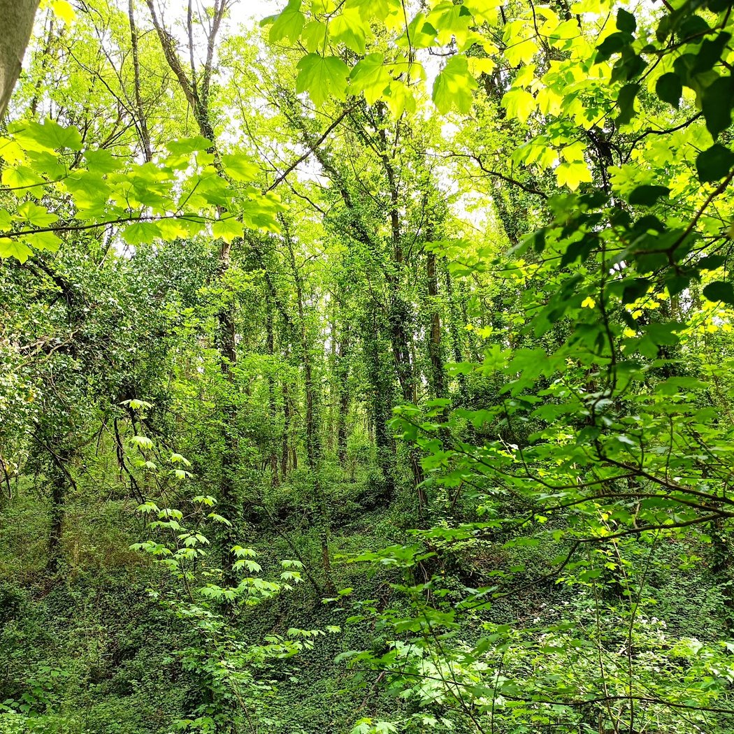 Parc Bellevue 1