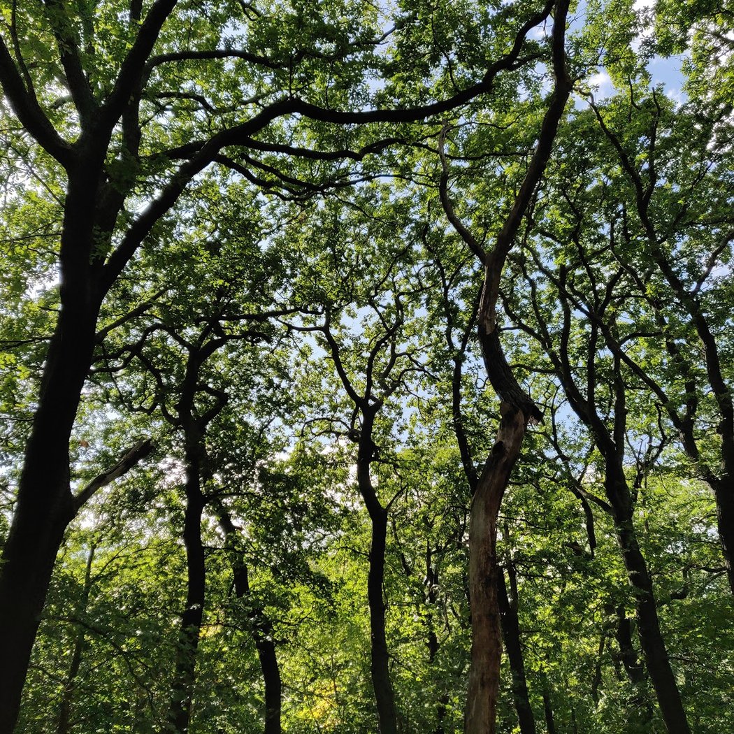 Sydenham Hill Wood 3