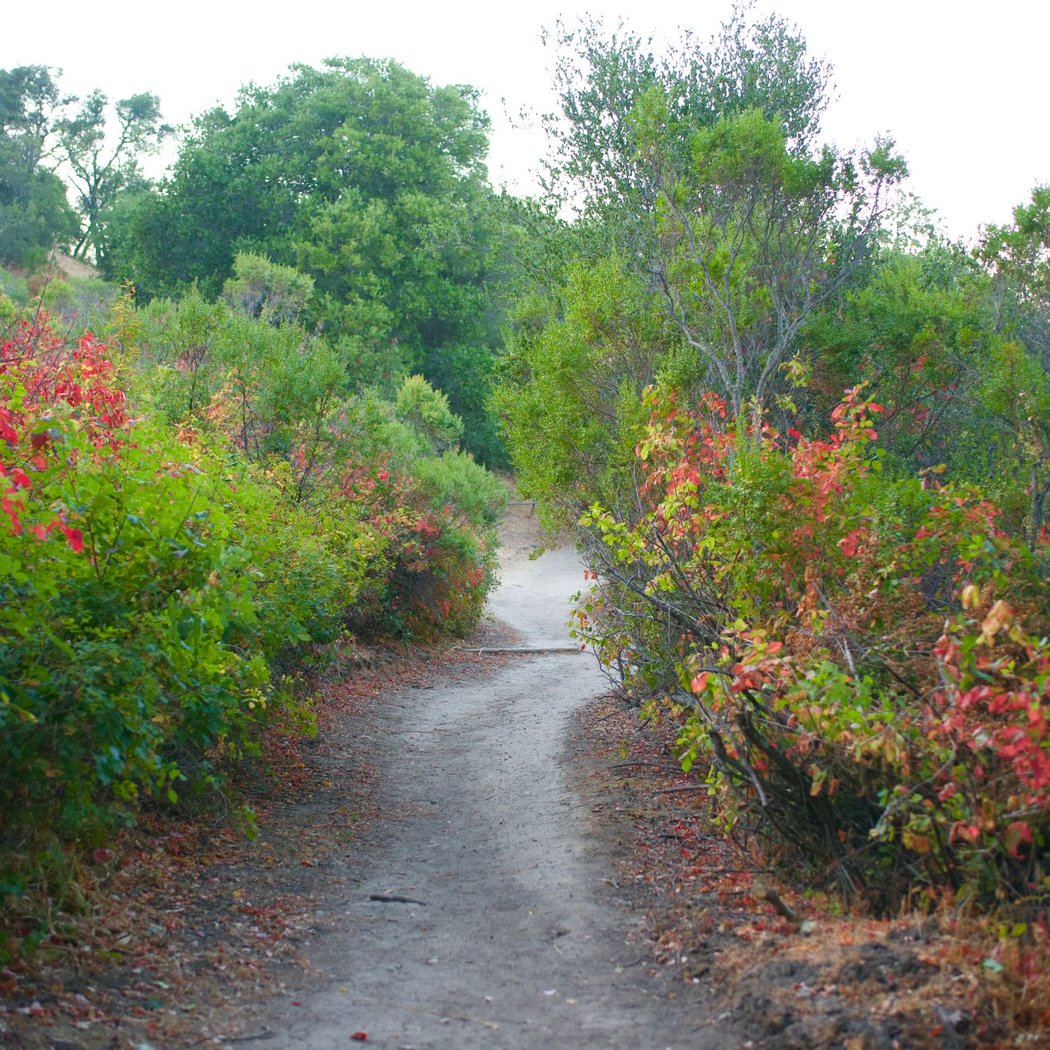 Coal Mine Ridge 1