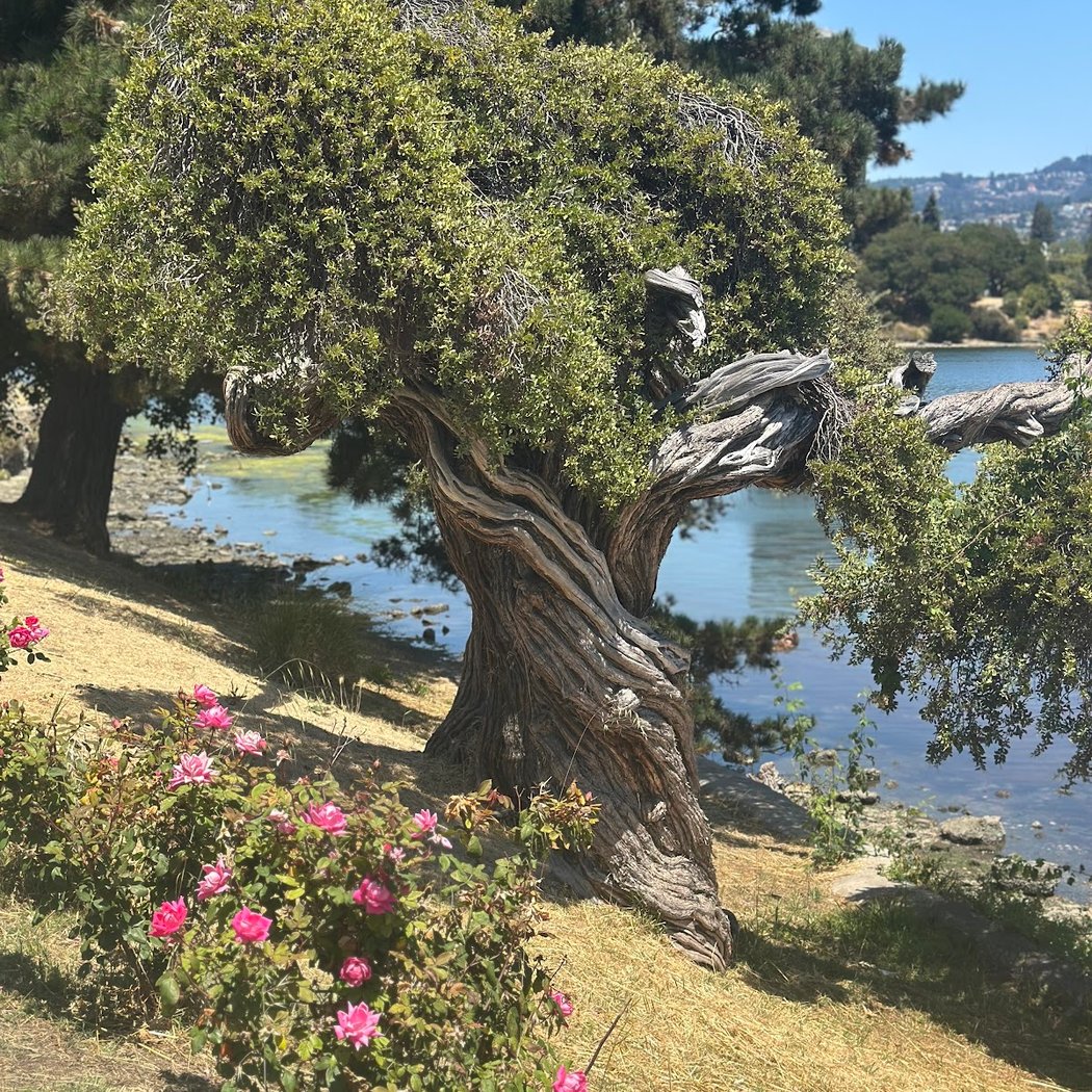 Oakland Croquet Club 4