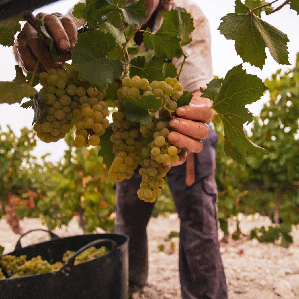 Bodega Miguel Domecq 3