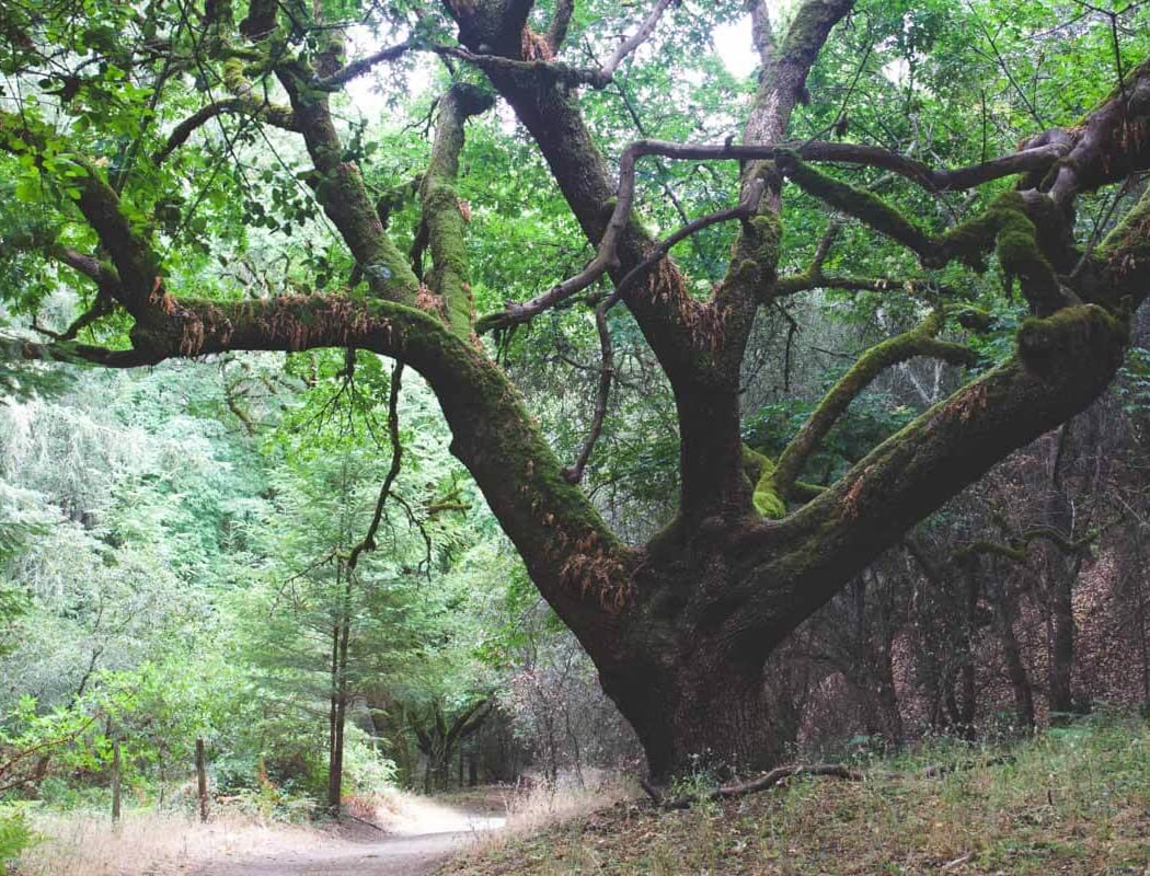 Shiloh Ranch Regional Park 2