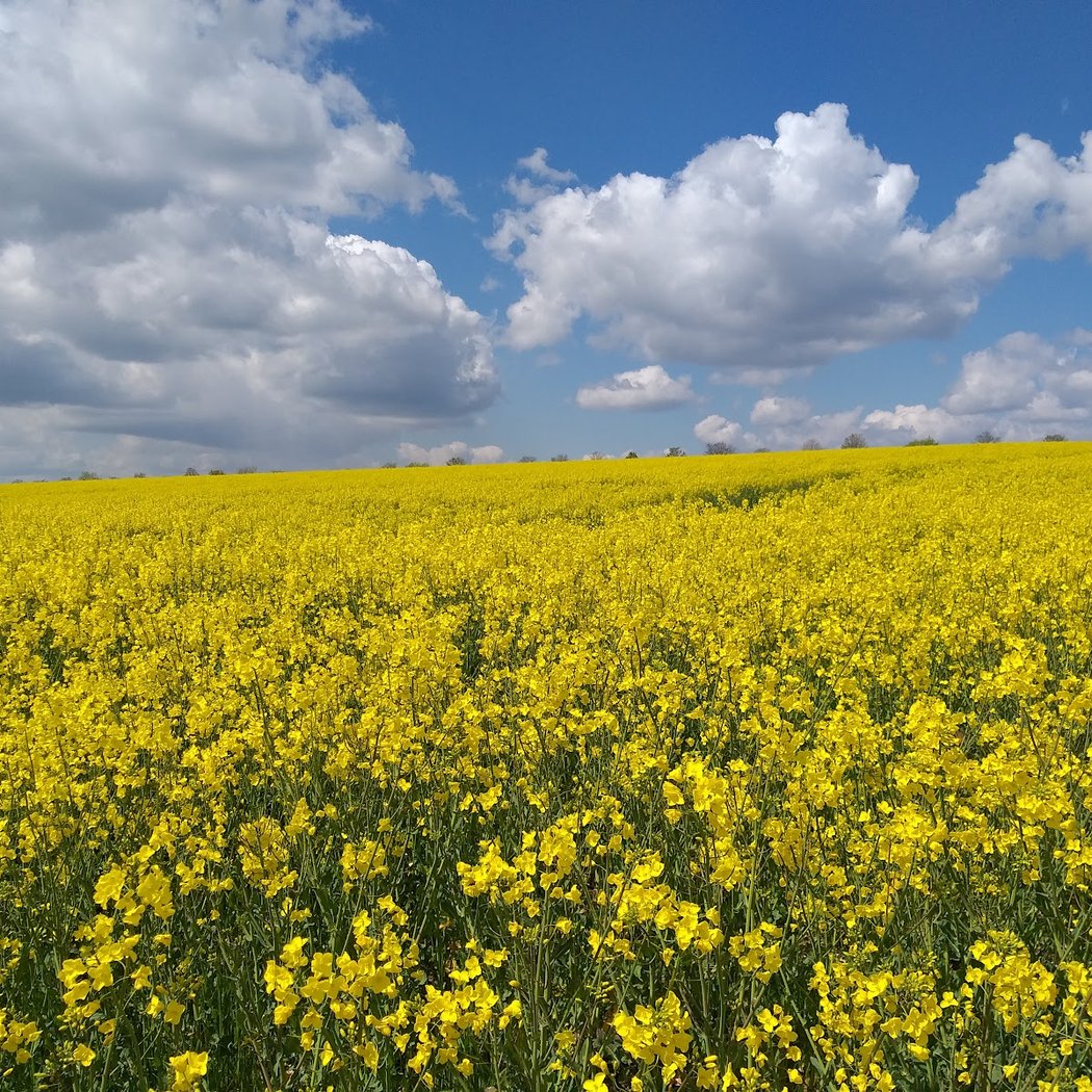 Bliesgau Biosphere Reserve 3