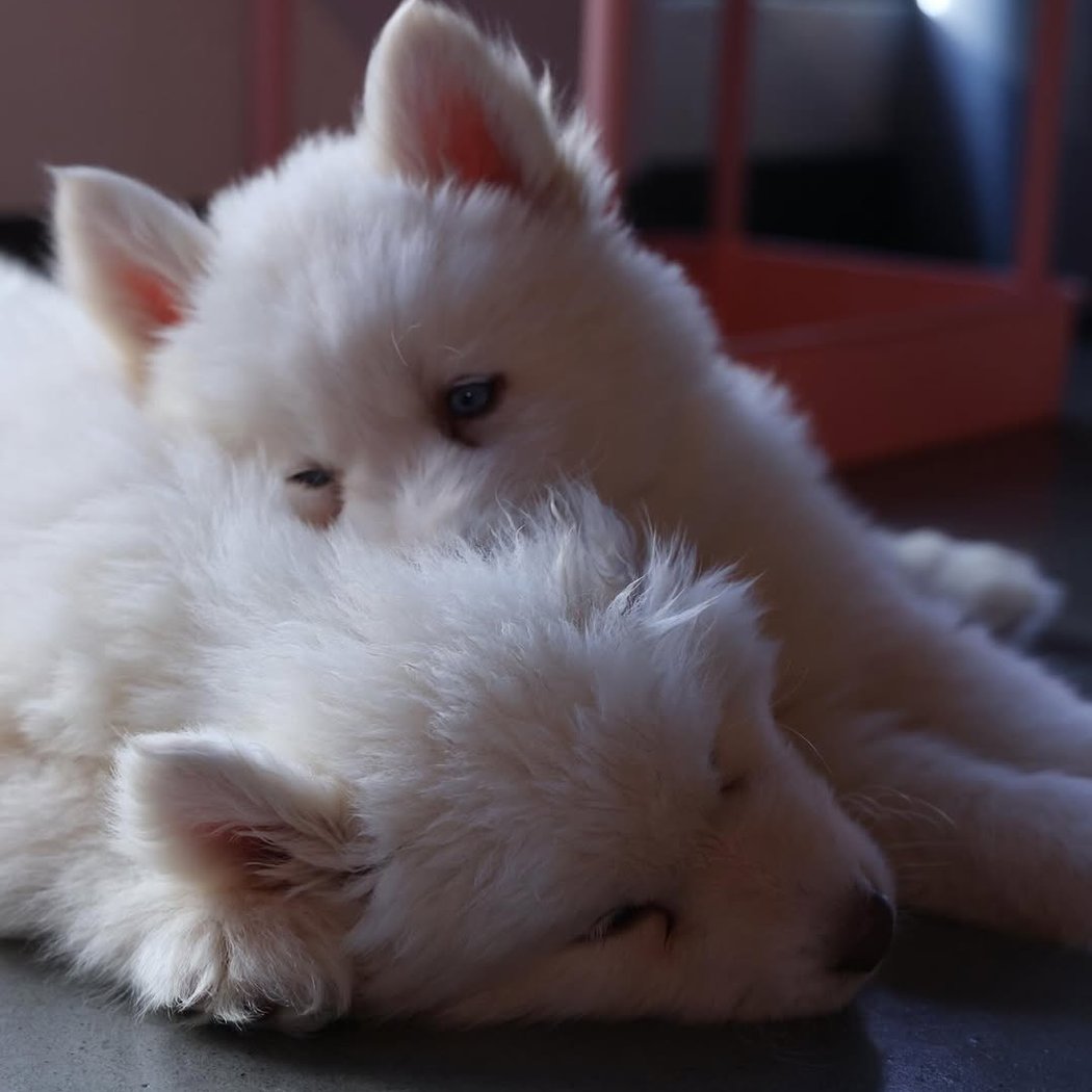 Husky Puppy Yoga 2