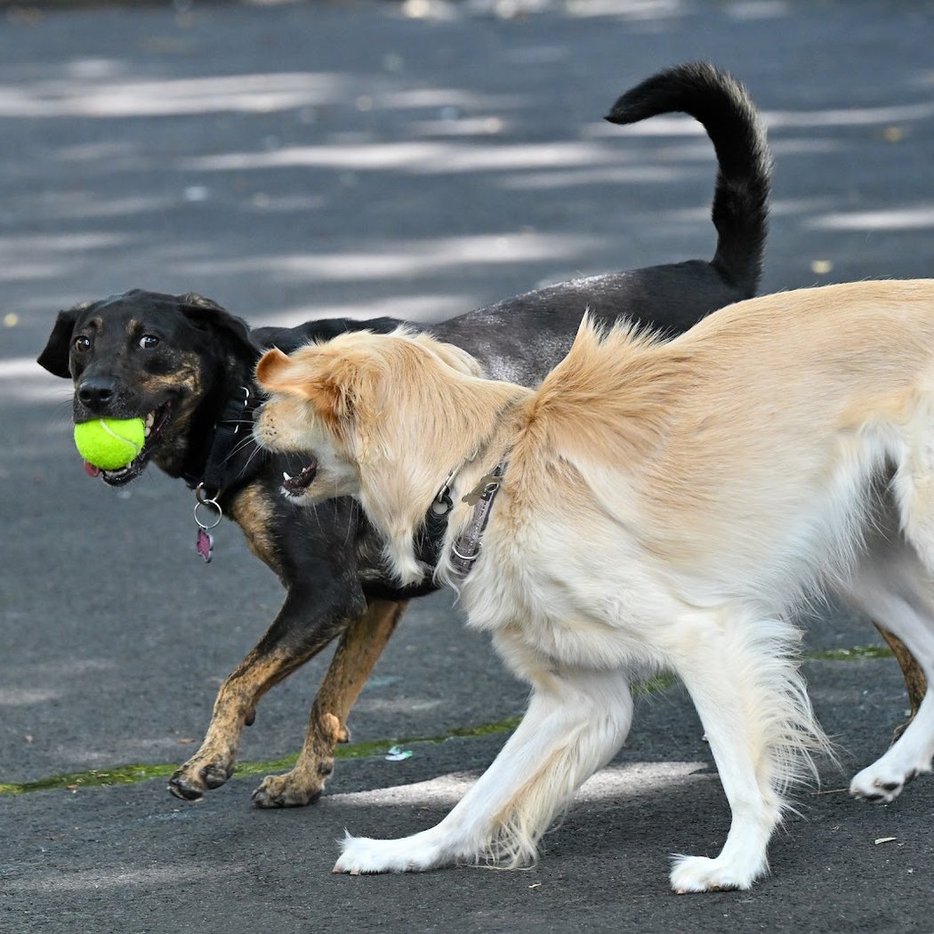 Noonan Park Dog Run 1