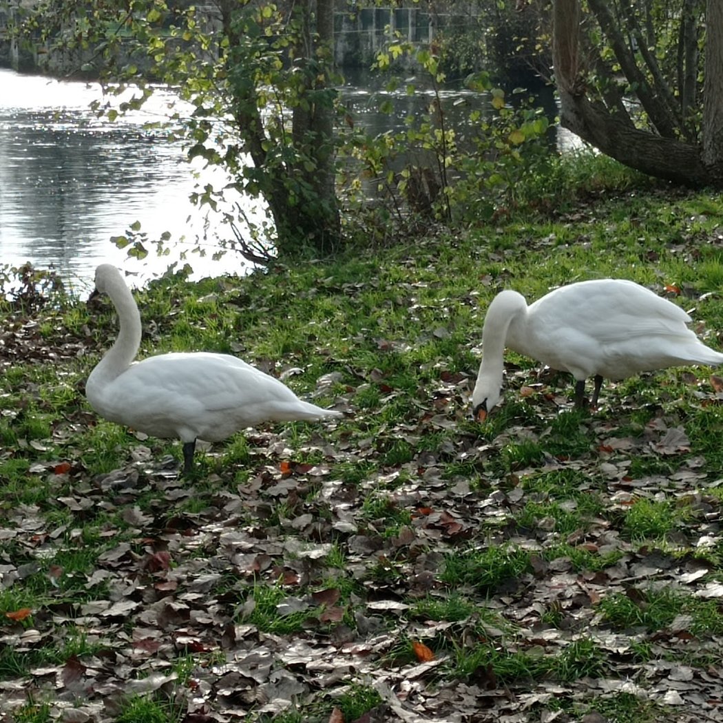 Parc de Robinson 2