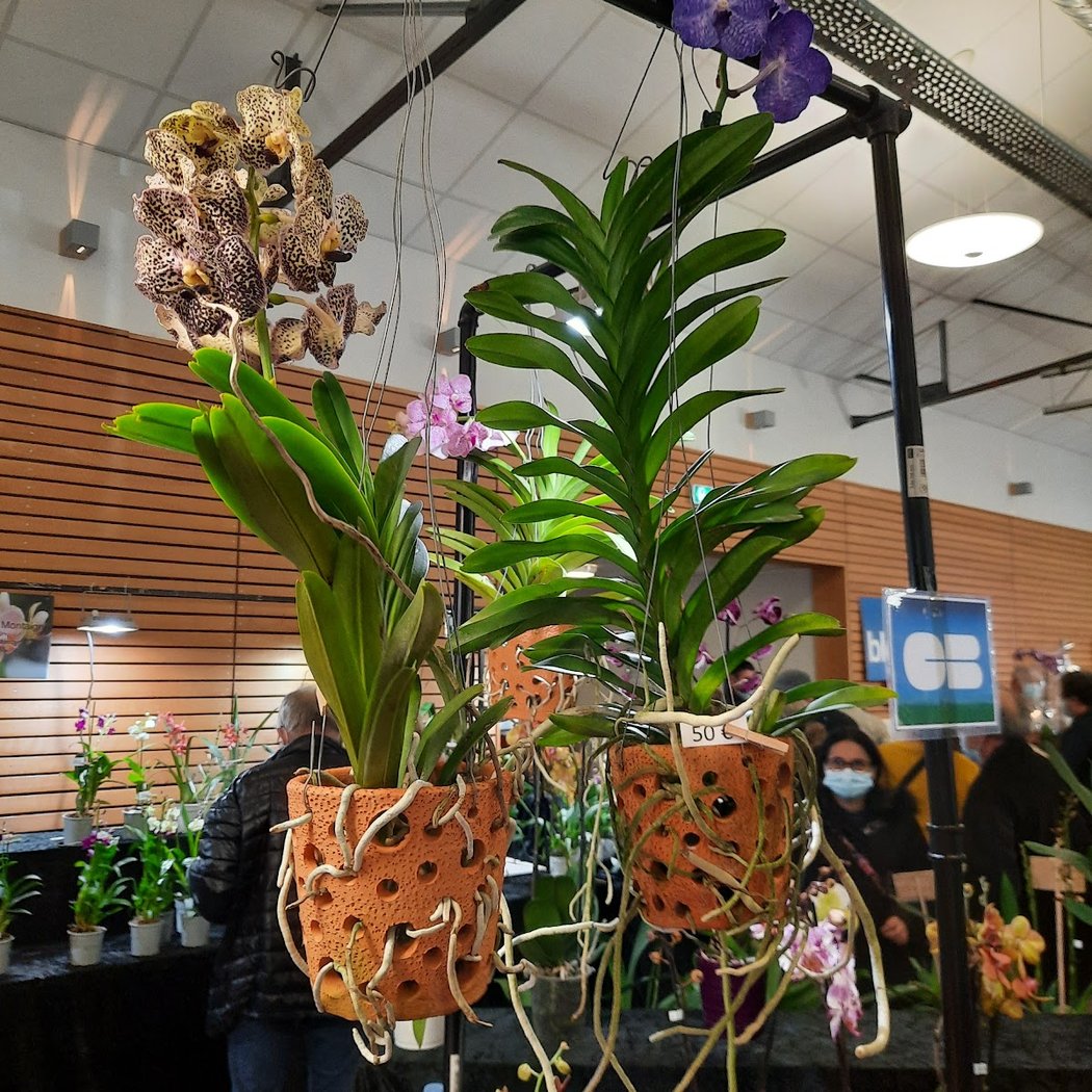 Le Salon des Orchidées 3