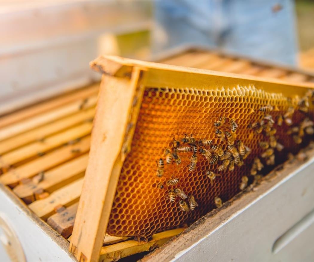 Visite à la Ferme : Abeilles et délices 2