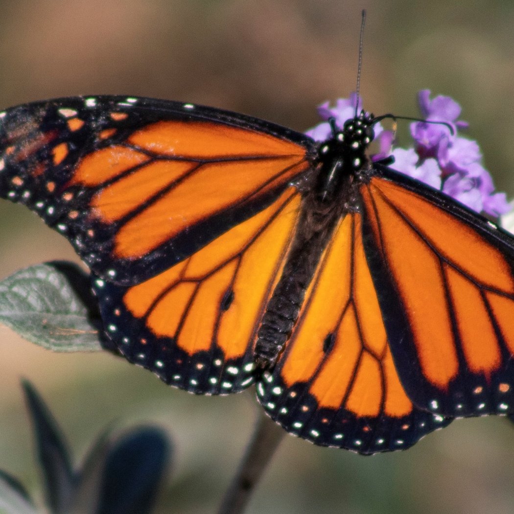 Butterfly Walks 1