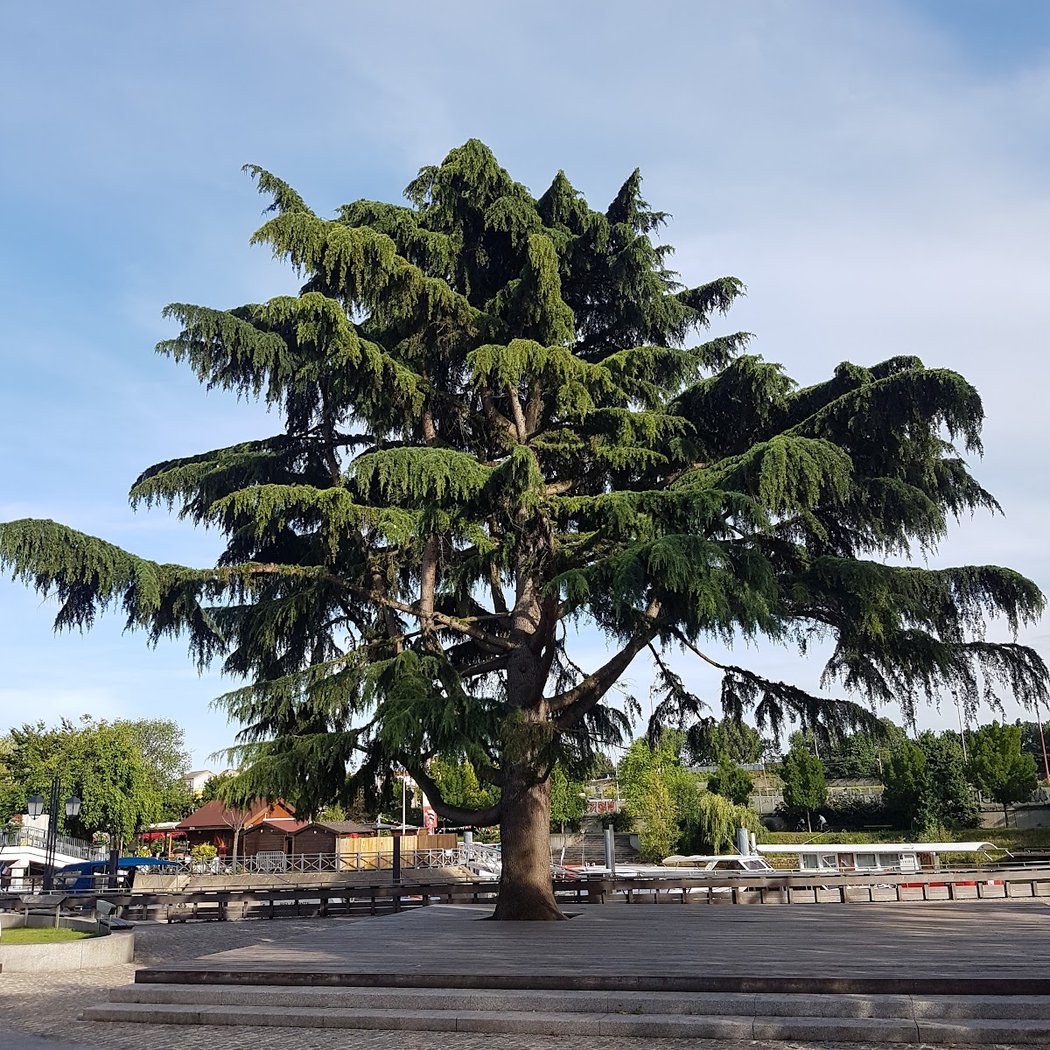Square Tino Rossi 1