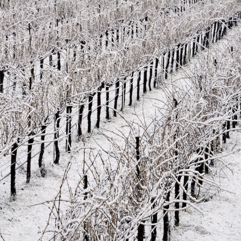 Cool Climate Wines of the World 1