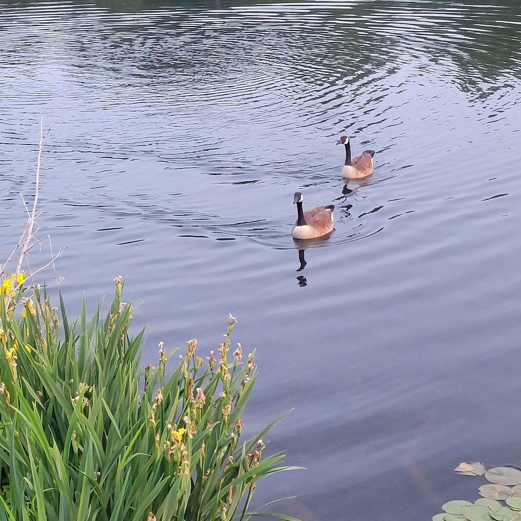 Lake Fairfax 3
