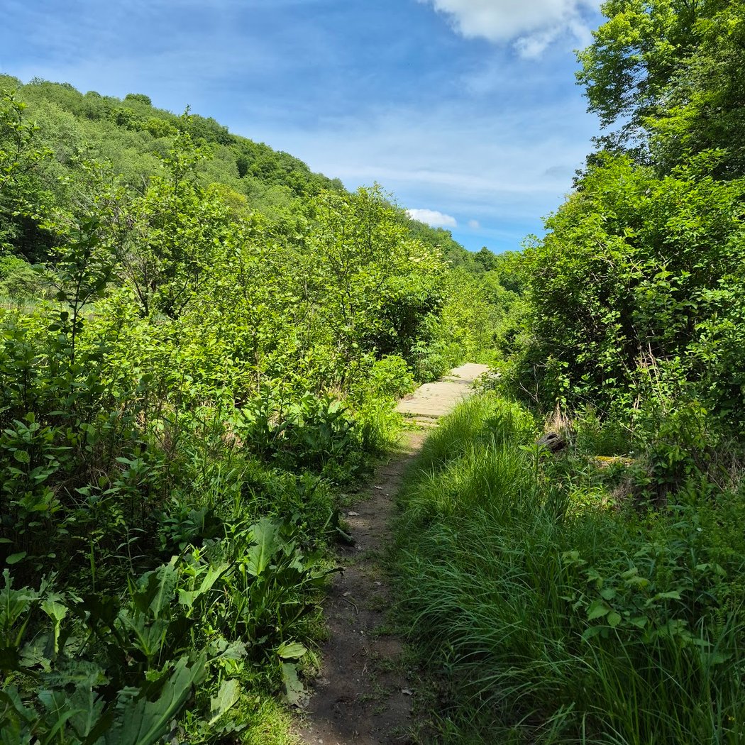 Tomlinson Run State Park 3
