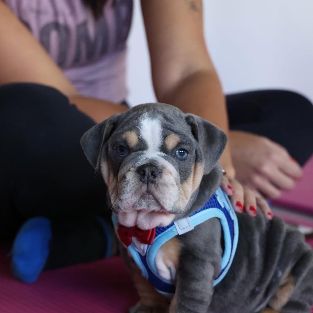 Old English Bulldog Puppy Yoga 1