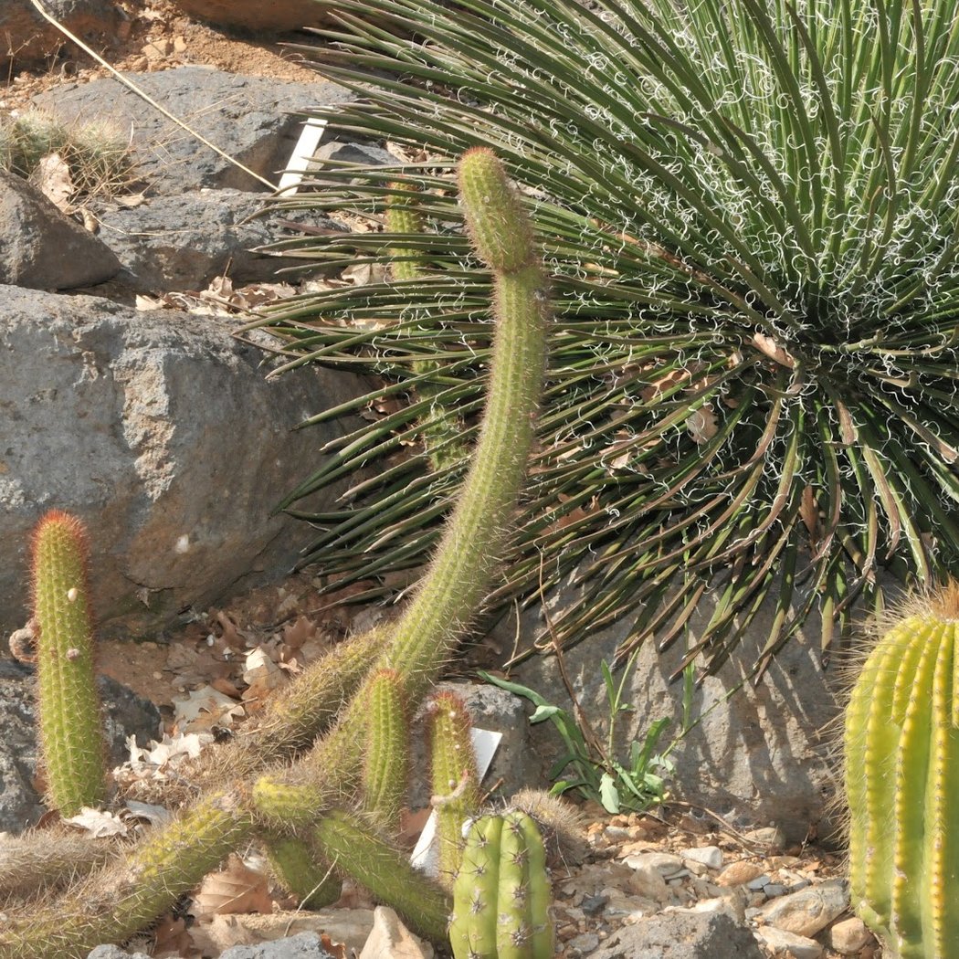 Jardin botanique de la Font de Bézombes 3