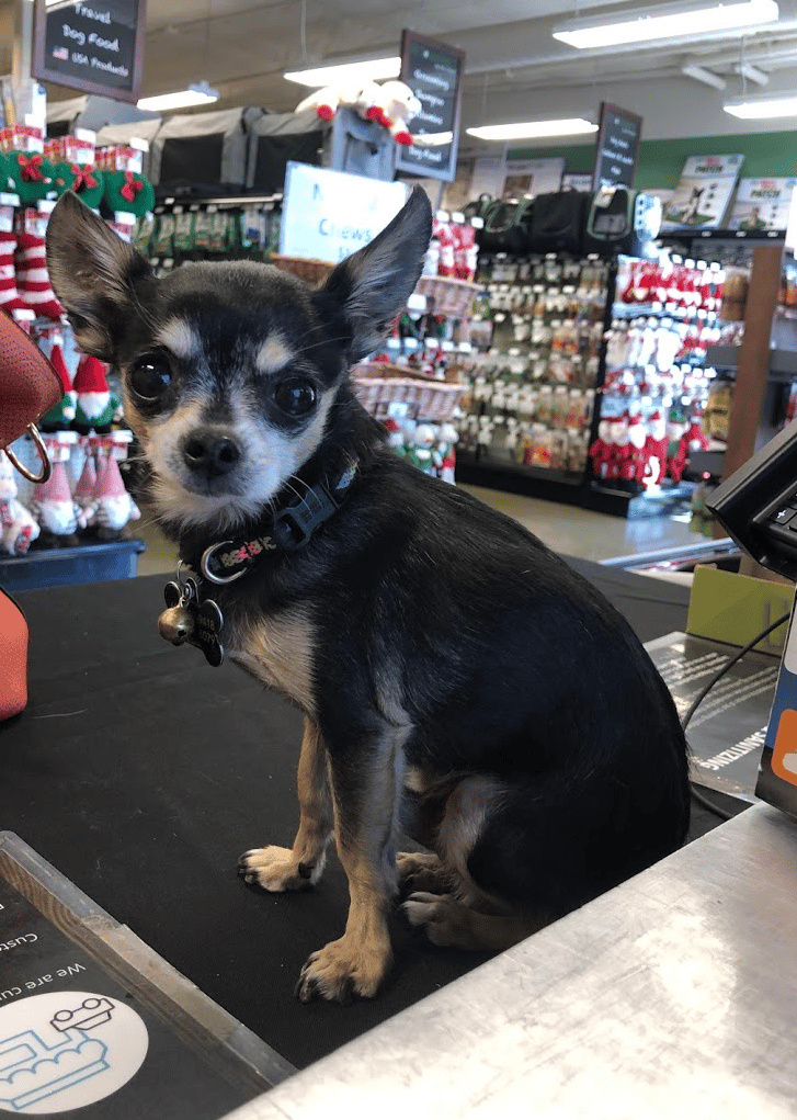 Lost Our Home Pet Rescue 3