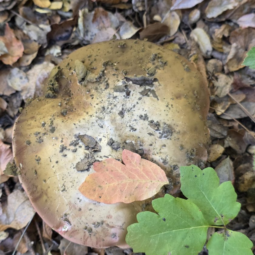 Santa Cruz Mountains 3