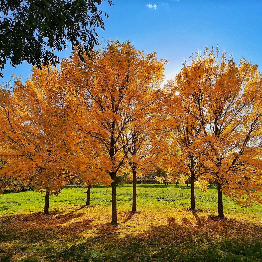 Belle Isle Playground 1
