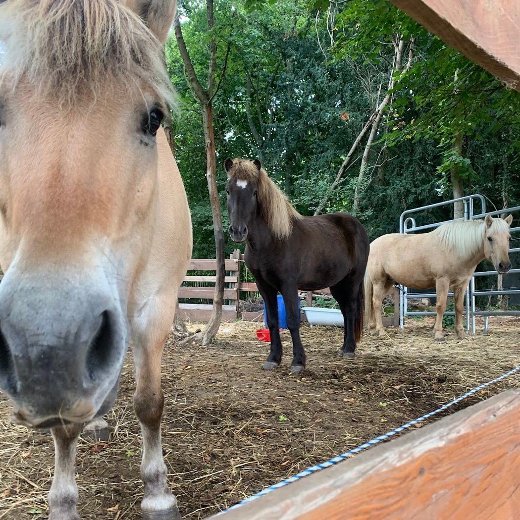 Epona Club Nature Saint-Germain-en-Laye 2