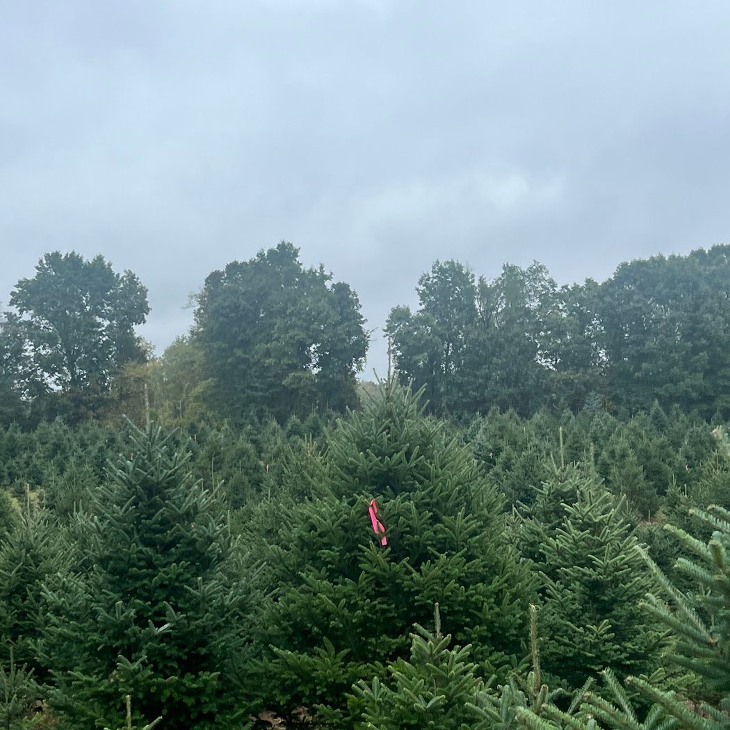 Addison Oaks Christmas Tree Farm 3