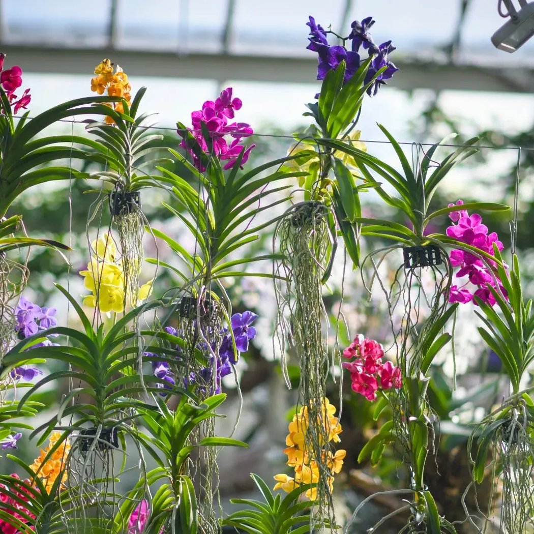 Princess of Wales Conservatory 1