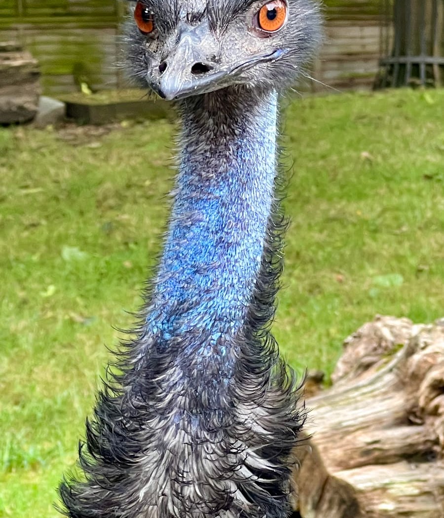 Battersea Park Children's Zoo 3