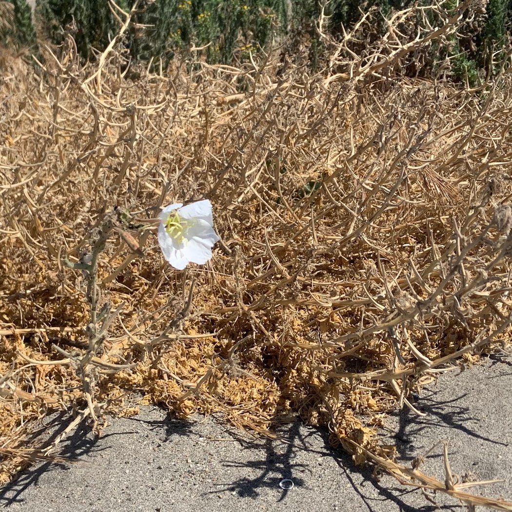 Antioch Dunes National Wildlife Refuge 1